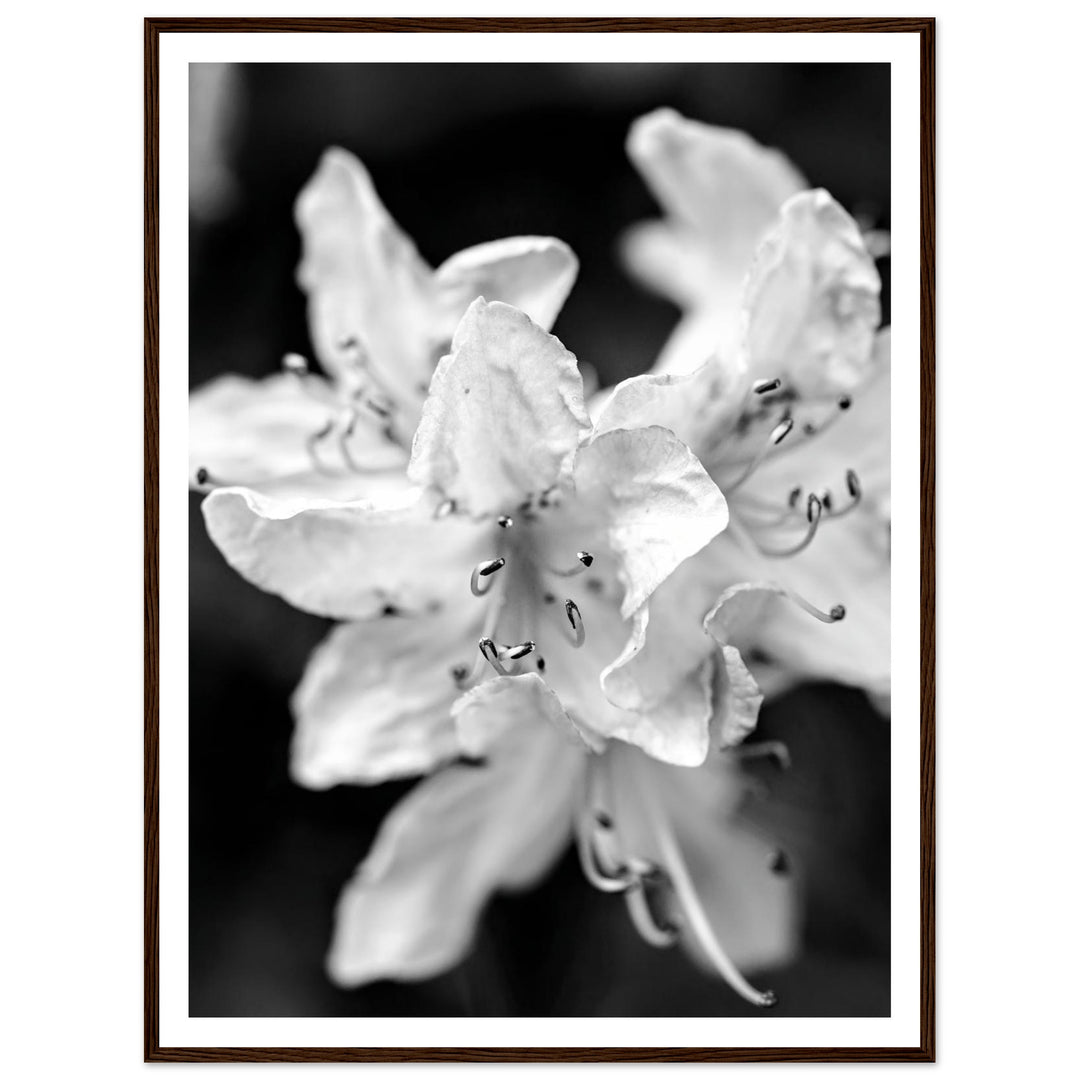 Elegant Black and White Floral Photography Print by Andrew Semple - Photography botanical/nature print for home decor