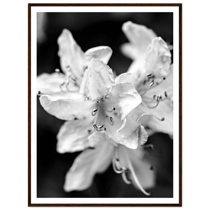 Elegant Black and White Floral Photography Print by Andrew Semple - Photography botanical/nature print for home decor