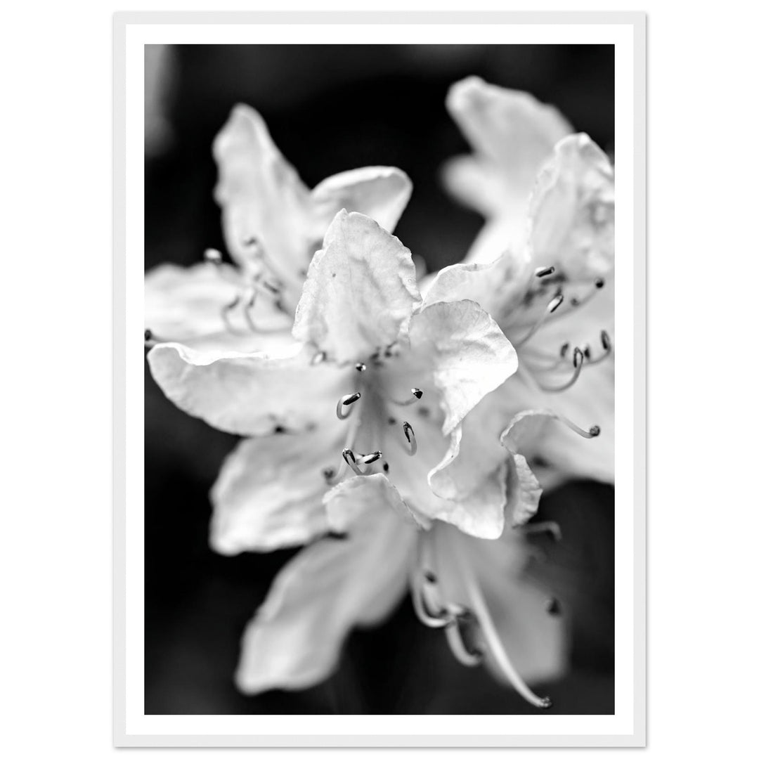 Elegant Black and White Floral Photography Print by Andrew Semple - Photography botanical/nature print for home decor