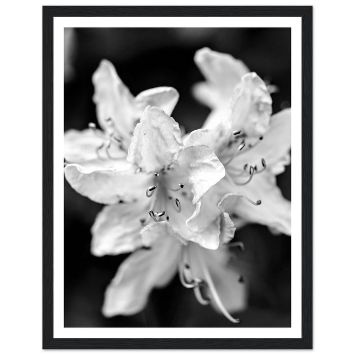 Elegant Black and White Floral Photography Print by Andrew Semple - Photography botanical/nature print for home decor