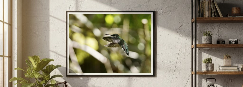 Framed photograph of a hummingbird in flight by Andrew Semple on a wall in a room with plants and books.