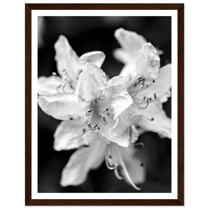 Elegant Black and White Floral Photography Print by Andrew Semple - Photography botanical/nature print for home decor