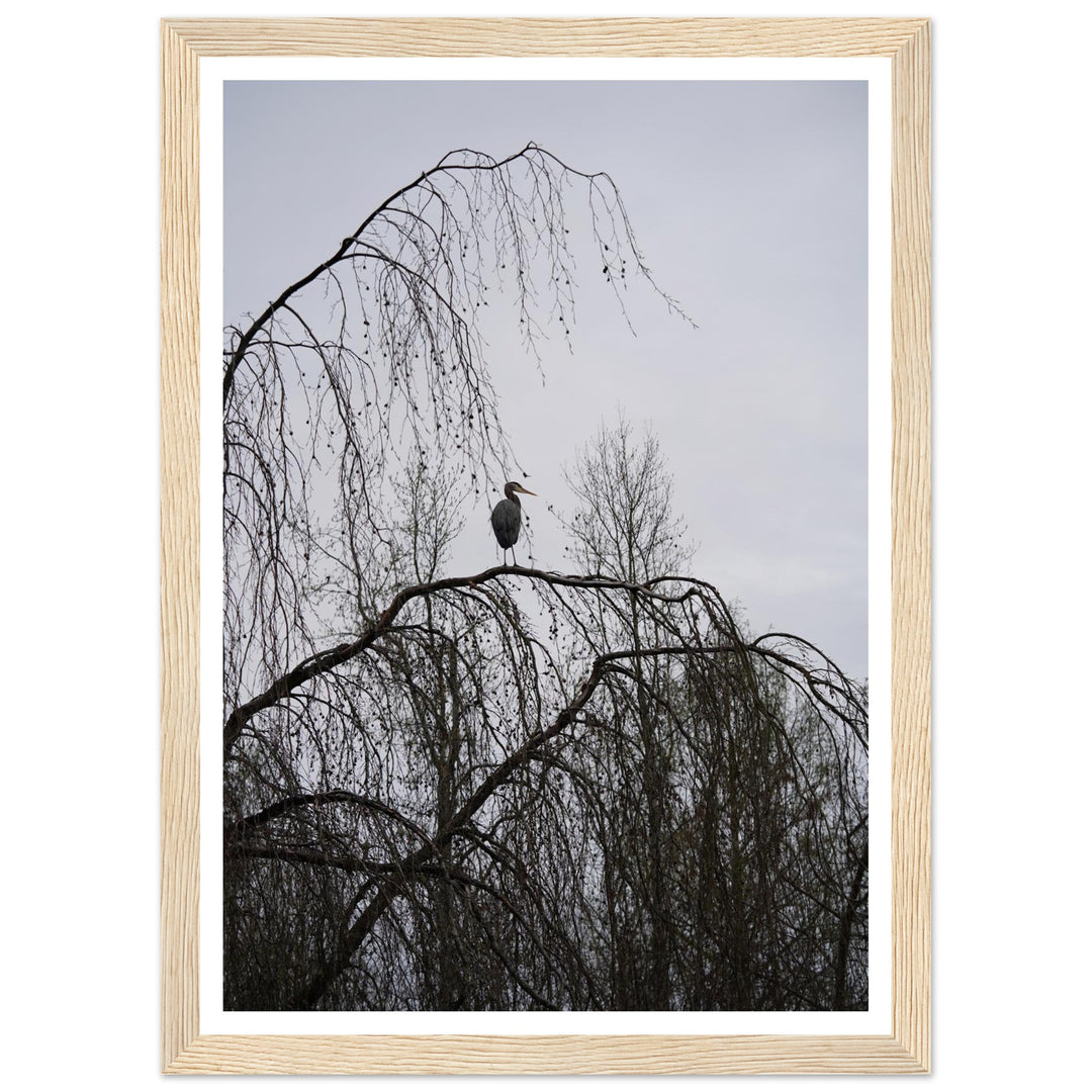 "The Sentinel" Majestic Heron Serene Nature Wall Art by Andrew Semple - Photography wildlife photography print for home decor