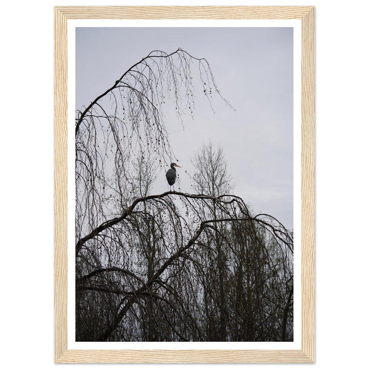 "The Sentinel" Majestic Heron Serene Nature Wall Art by Andrew Semple - Photography wildlife photography print for home decor