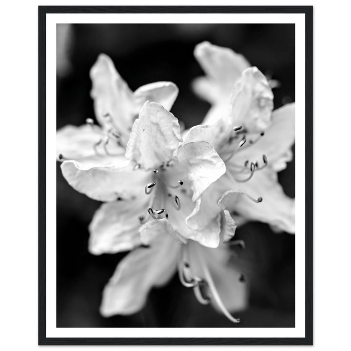 Elegant Black and White Floral Photography Print by Andrew Semple - Photography botanical/nature print for home decor