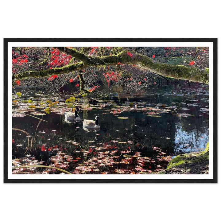 e1446e31-8d2d-4238-9f01-4b6edec38744Reflections: Autumn Ducks Amidst Maple Leaves by Andrew Semple - Photography landscape photography print for home decor