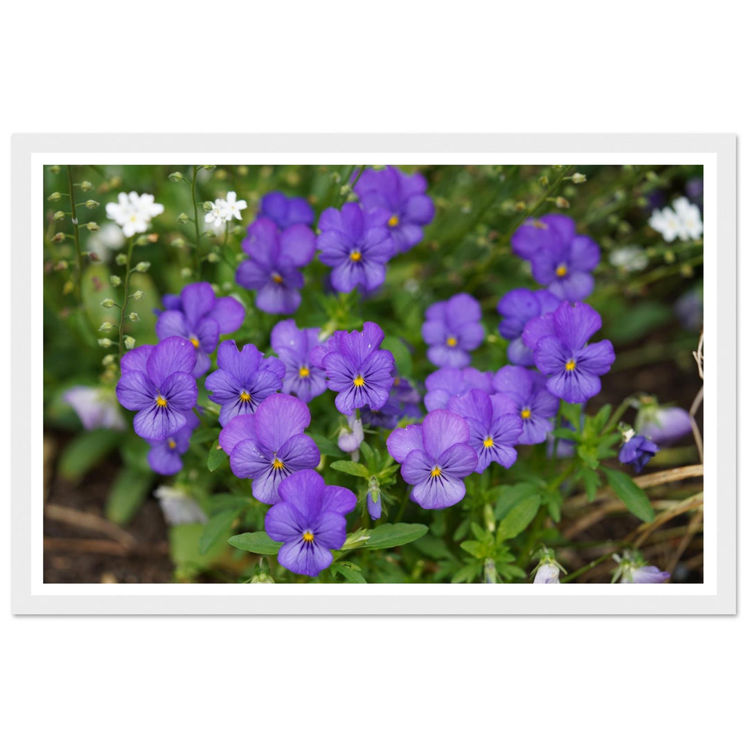 Violet Daydreams – Stunning Floral Photography Art Print by Andrew Semple - Photography botanical floral print for home decor