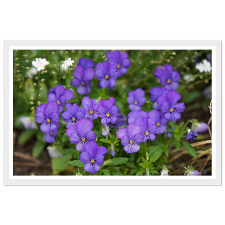 Violet Daydreams – Stunning Floral Photography Art Print by Andrew Semple - Photography botanical floral print for home decor