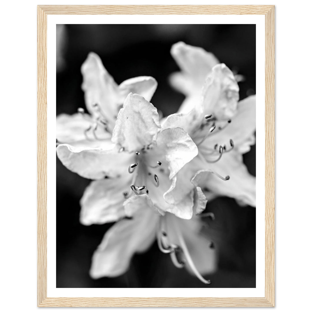 Elegant Black and White Floral Photography Print by Andrew Semple - Photography botanical/nature print for home decor