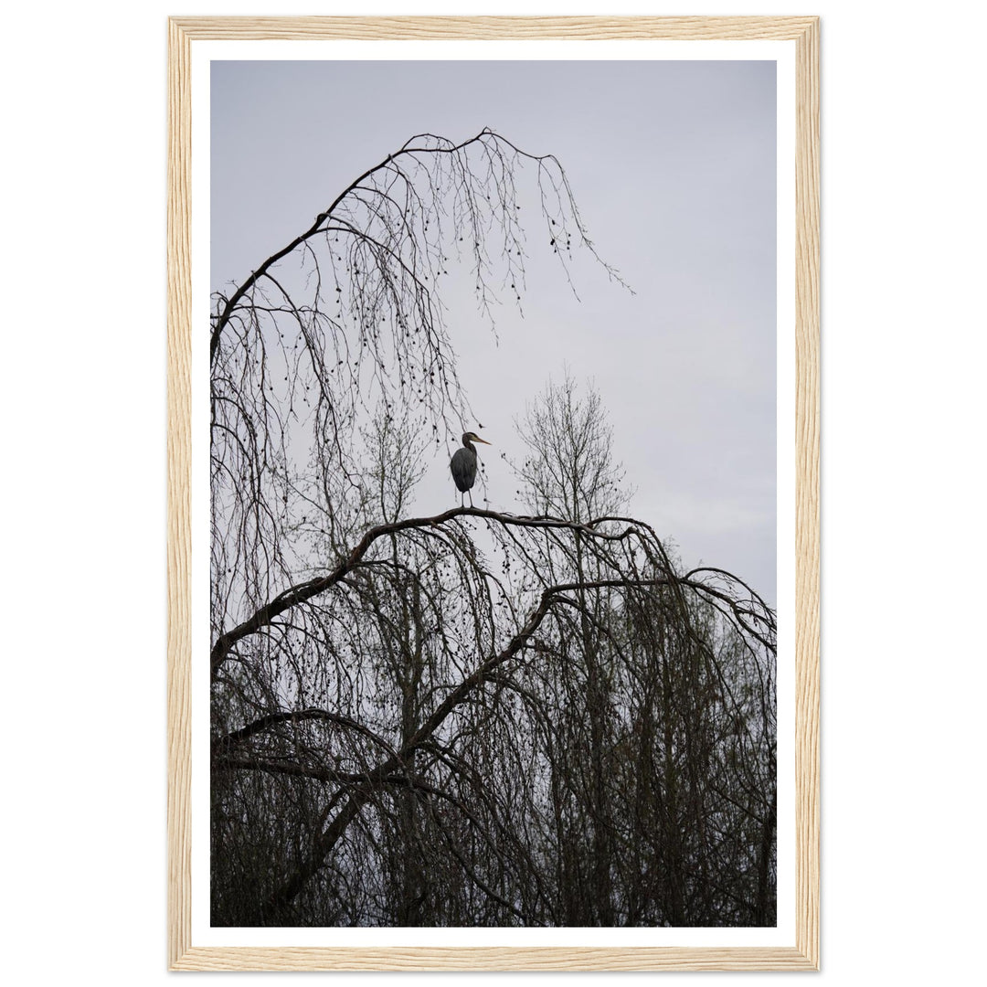 "The Sentinel" Majestic Heron Serene Nature Wall Art by Andrew Semple - Photography wildlife photography print for home decor