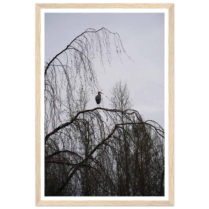 "The Sentinel" Majestic Heron Serene Nature Wall Art by Andrew Semple - Photography wildlife photography print for home decor