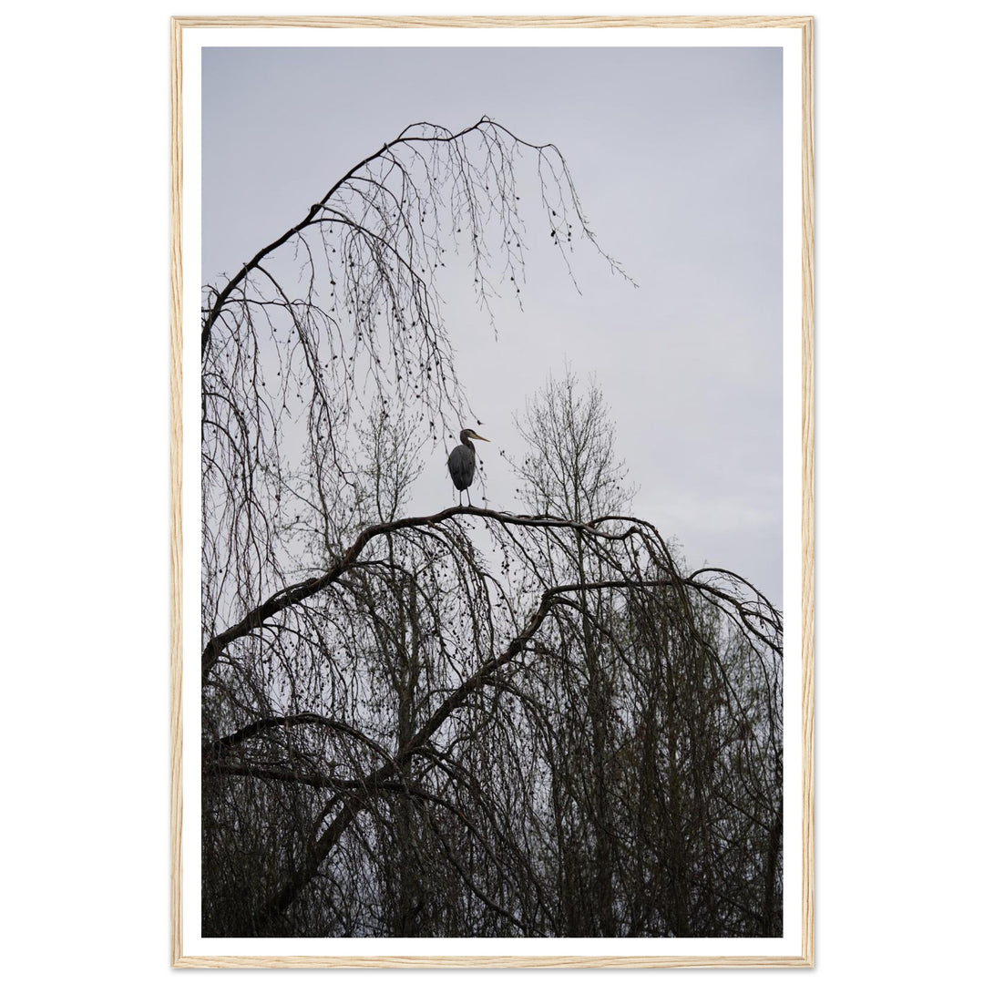 "The Sentinel" Majestic Heron Serene Nature Wall Art by Andrew Semple - Photography wildlife photography print for home decor