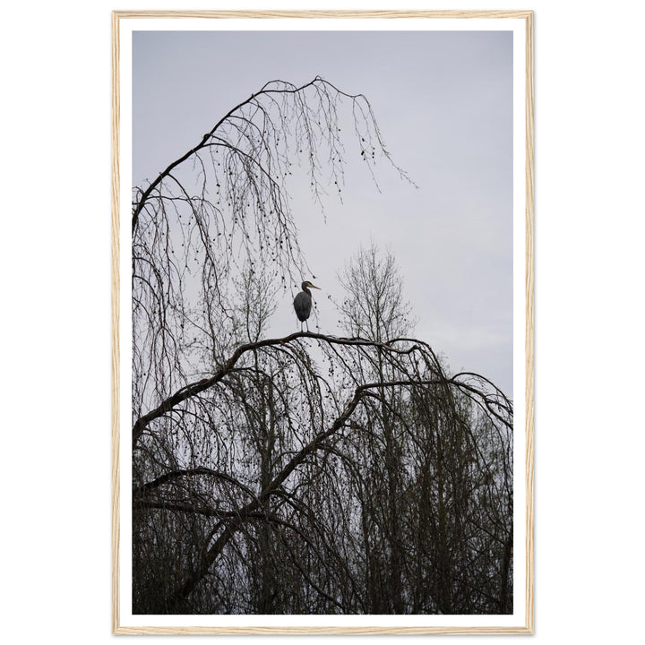 "The Sentinel" Majestic Heron Serene Nature Wall Art by Andrew Semple - Photography wildlife photography print for home decor