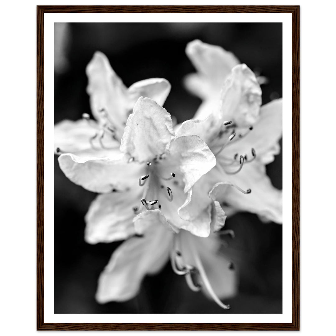 Elegant Black and White Floral Photography Print by Andrew Semple - Photography botanical/nature print for home decor