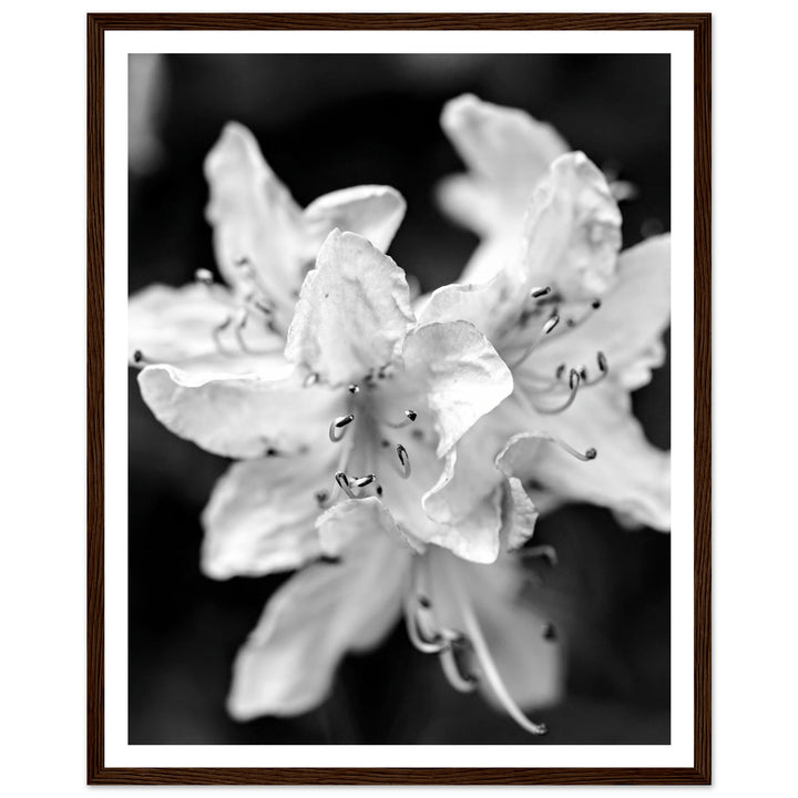 Elegant Black and White Floral Photography Print by Andrew Semple - Photography botanical/nature print for home decor