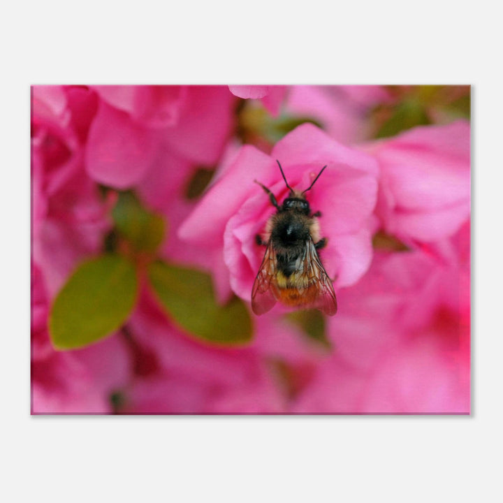 Natural Buzz Celebration: Bee on Flower by Andrew Semple - Photography botanical floral print for home decor