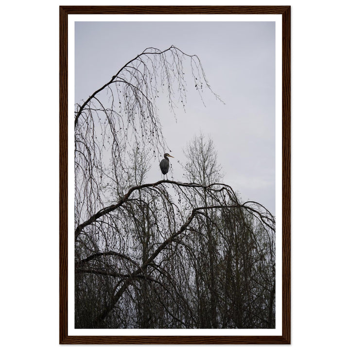 "The Sentinel" Majestic Heron Serene Nature Wall Art by Andrew Semple - Photography wildlife photography print for home decor